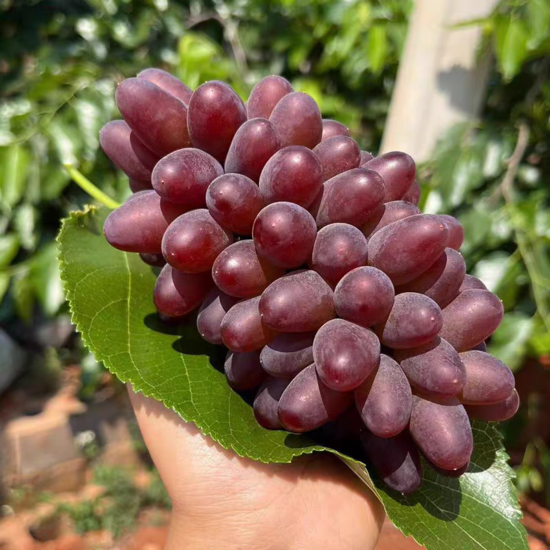 平邑精品茉莉香葡萄口感香甜软糯色泽鲜艳全国支持视屏看货