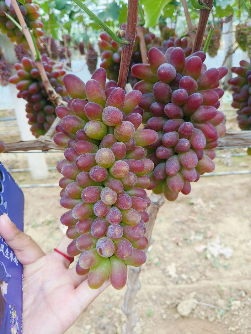 平邑精品茉莉香葡萄口感香甜软糯色泽鲜艳全国支持视屏看货