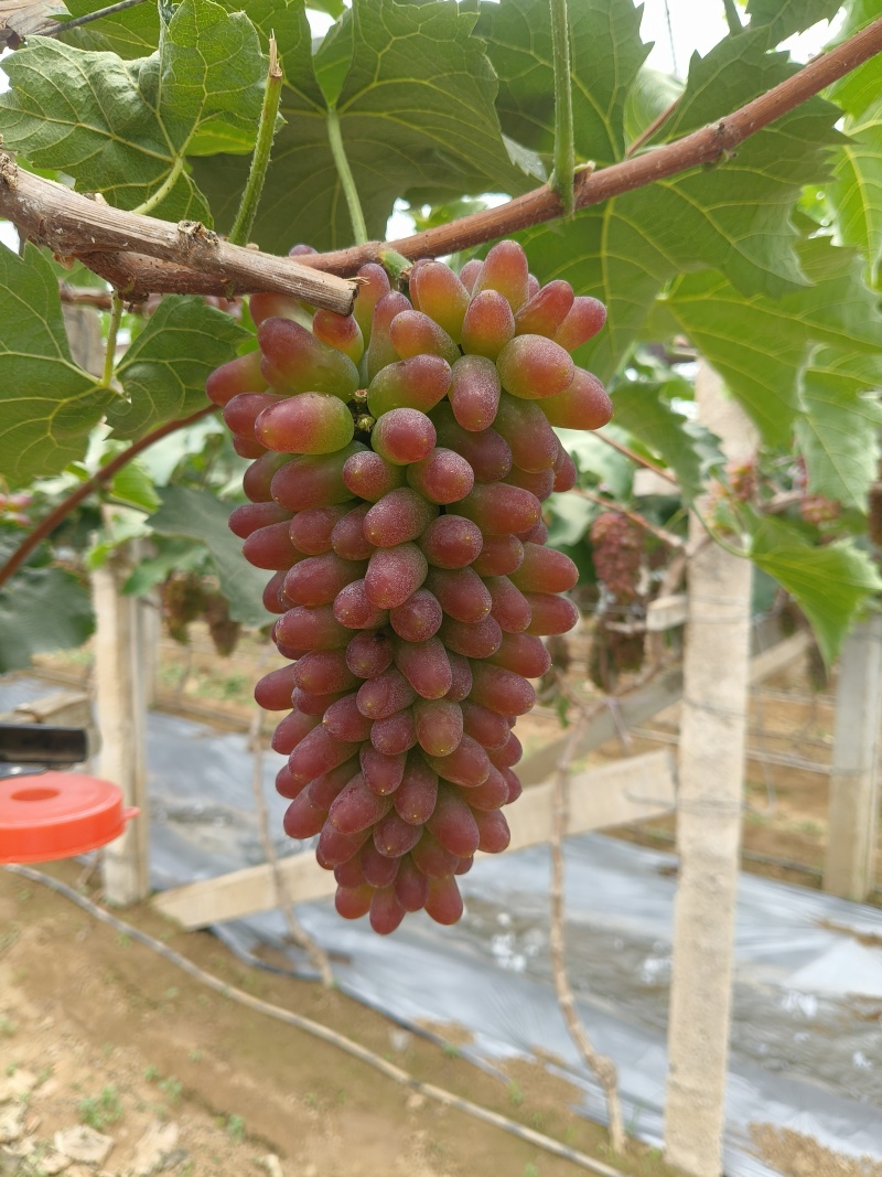平邑精品茉莉香葡萄口感香甜软糯色泽鲜艳全国支持视屏看货