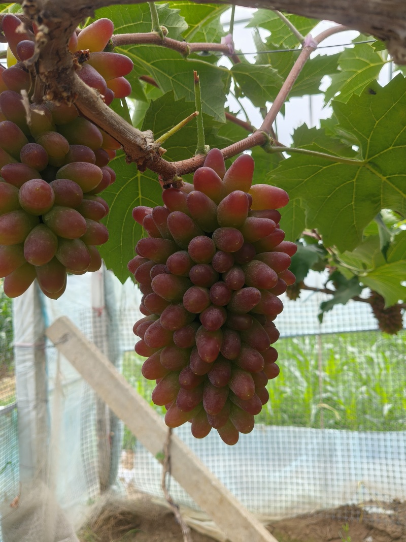 平邑精品茉莉香葡萄口感香甜软糯色泽鲜艳全国支持视屏看货