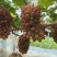平邑精品茉莉香葡萄口感香甜软糯色泽鲜艳全国支持视屏看货