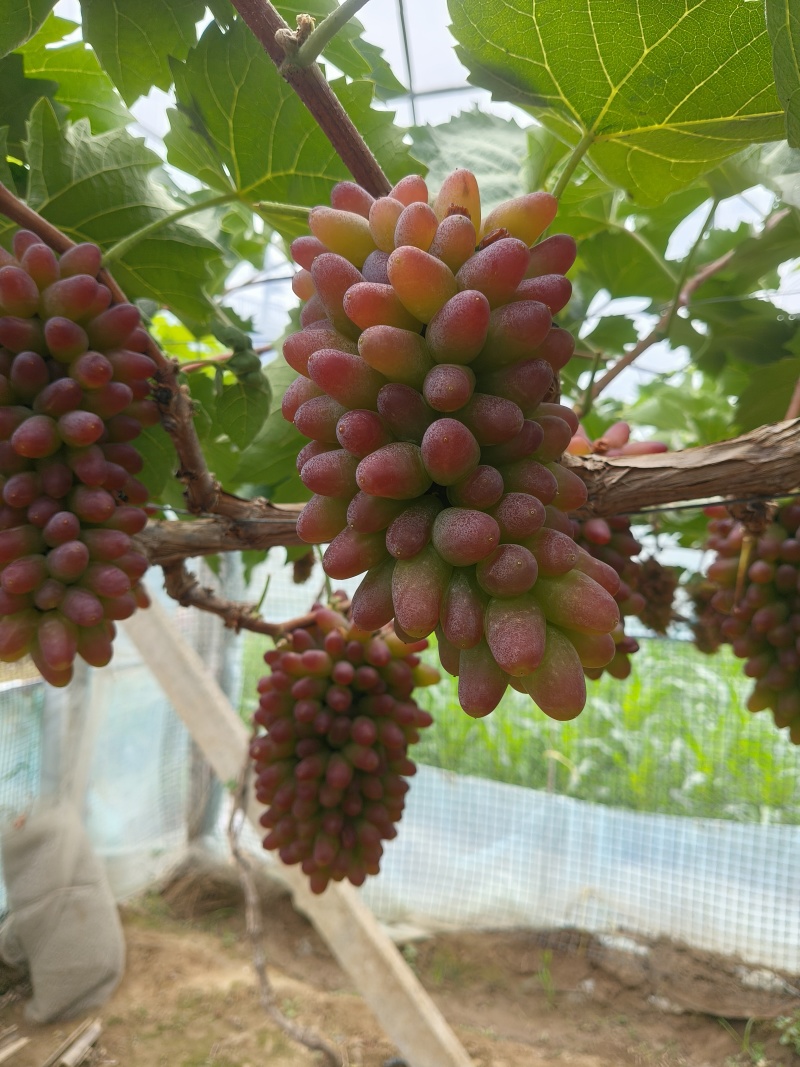 平邑精品茉莉香葡萄口感香甜软糯色泽鲜艳全国支持视屏看货