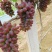 平邑精品茉莉香葡萄口感香甜软糯色泽鲜艳全国支持视屏看货