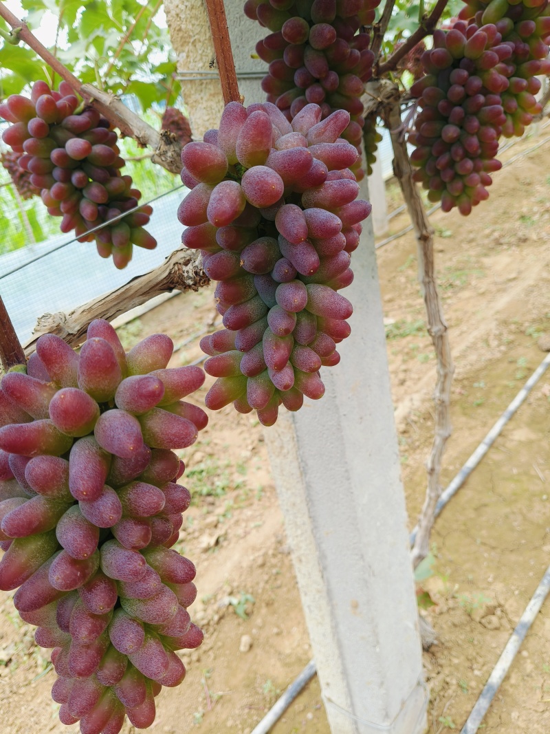 平邑精品茉莉香葡萄口感香甜软糯色泽鲜艳全国支持视屏看货