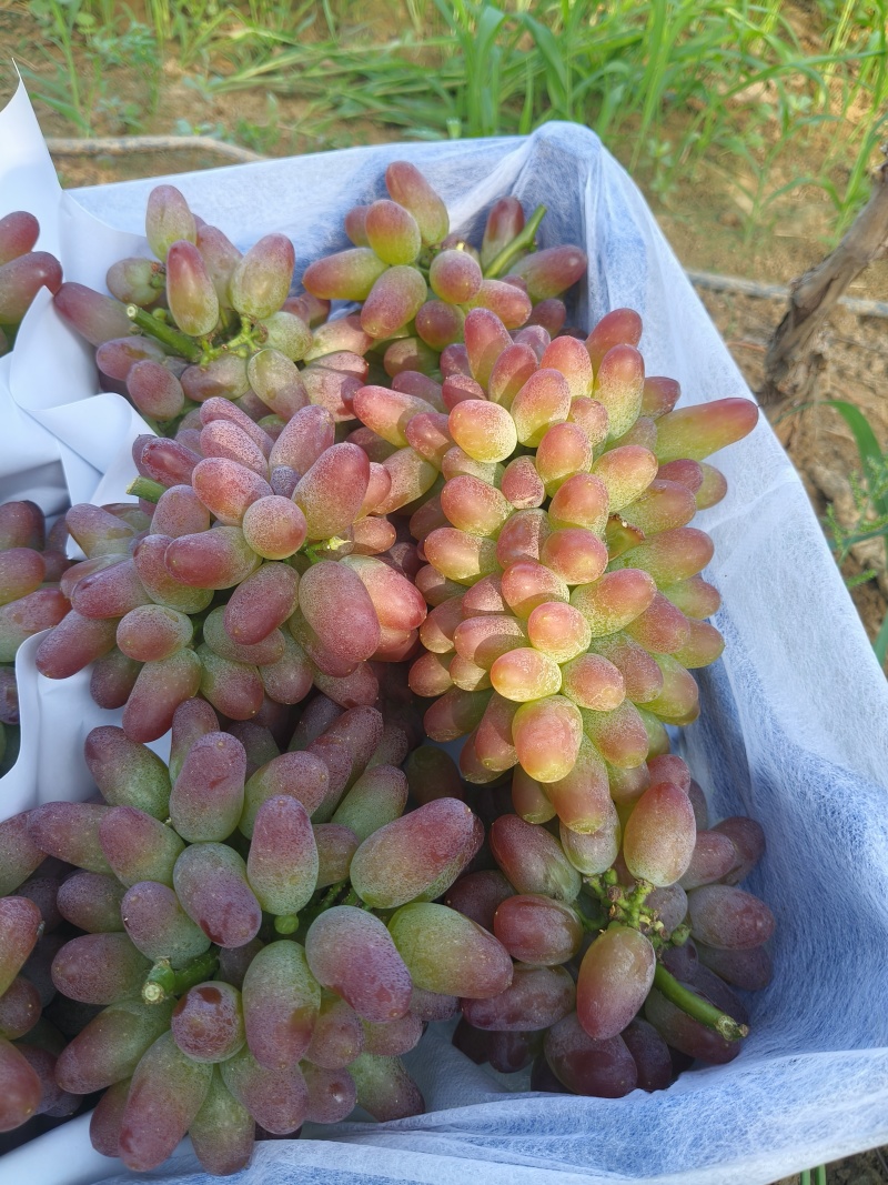 平邑精品茉莉香葡萄口感香甜软糯色泽鲜艳全国支持视屏看货