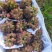 平邑精品茉莉香葡萄口感香甜软糯色泽鲜艳全国支持视屏看货