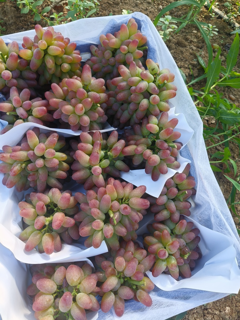 平邑精品茉莉香葡萄口感香甜软糯色泽鲜艳全国支持视屏看货