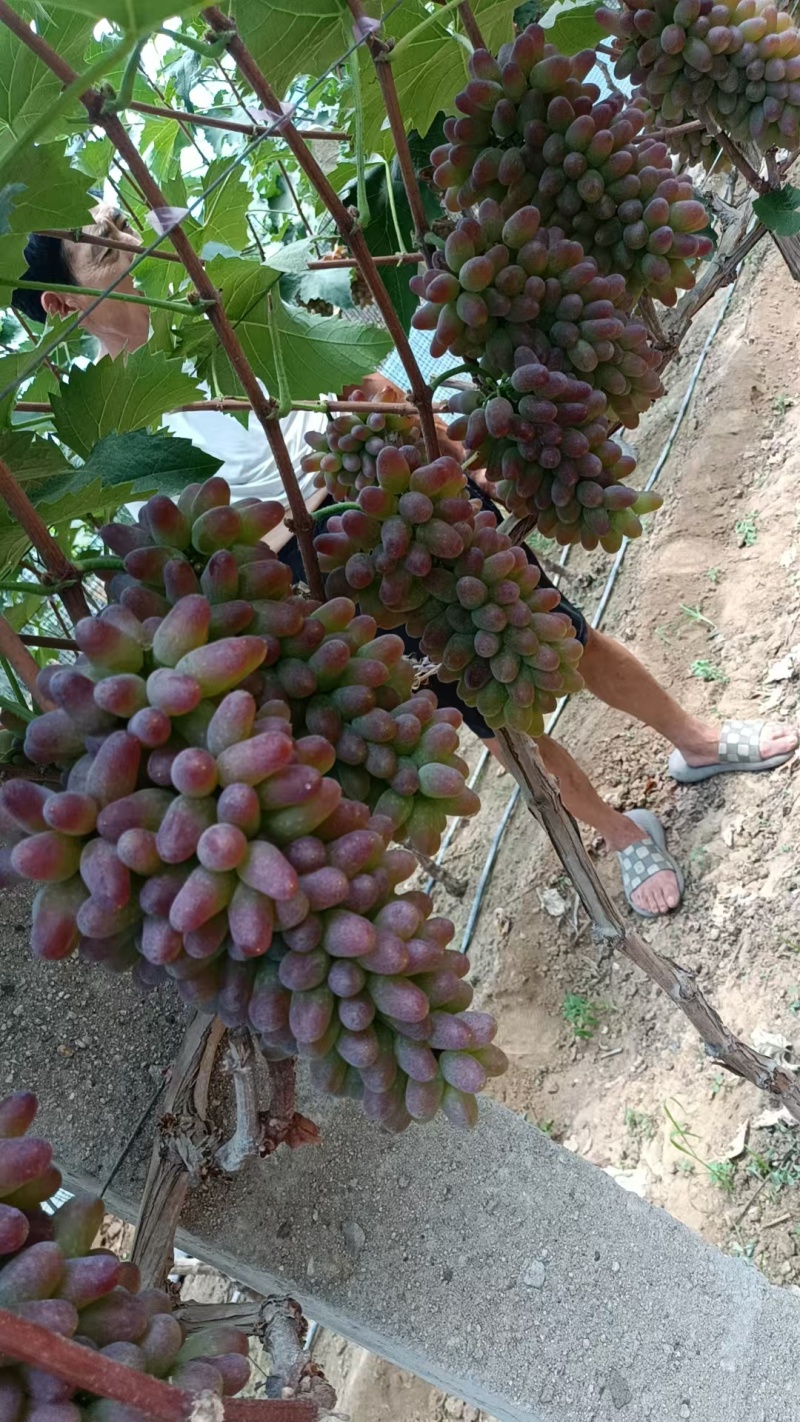 山东茉莉香(精选)产地平邑茉莉香葡萄大量现货一条龙打包服