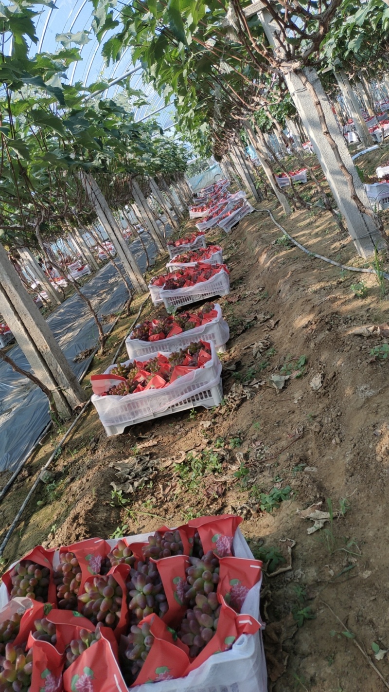 山东茉莉香(精选)产地平邑茉莉香葡萄大量现货一条龙打包服