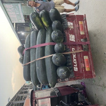 山东黑皮大冬瓜产地直供量大优惠价格美丽