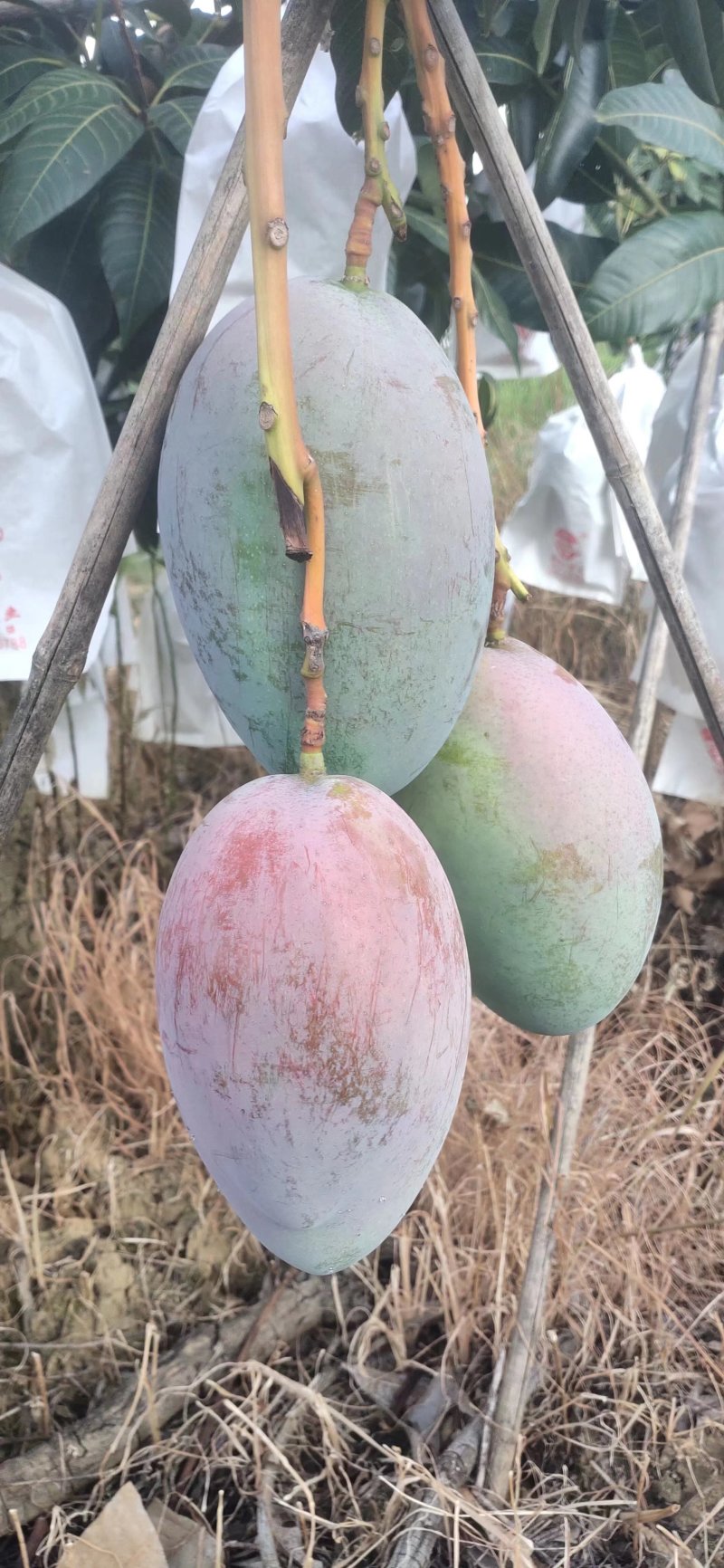 攀枝花凯特芒大量有货，欢迎各位老板前来洽谈，