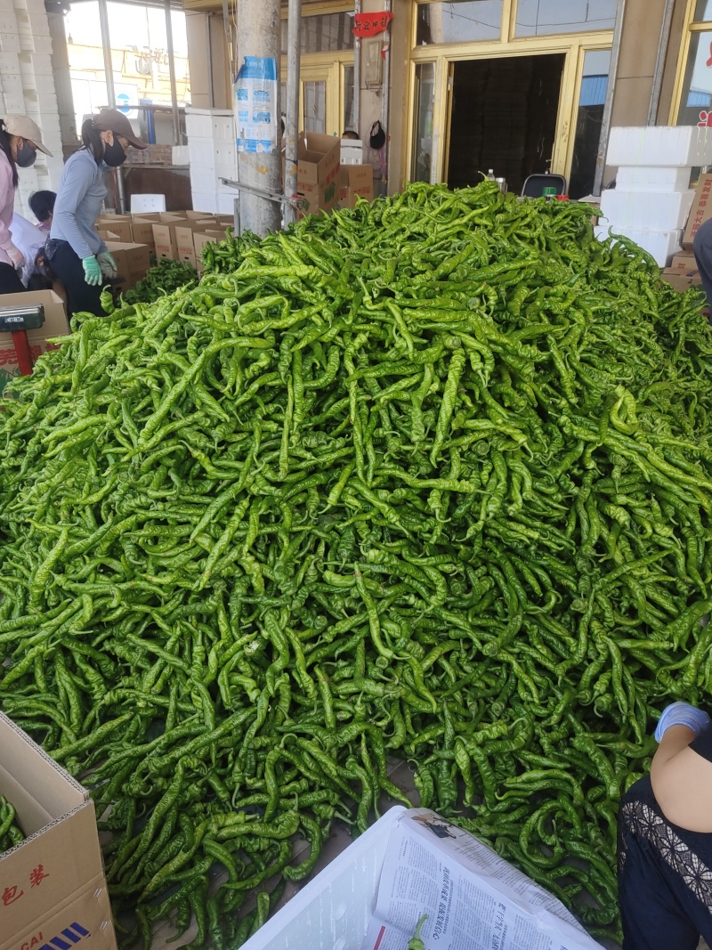 螺丝椒，尖椒，芜湖椒价格美丽诚信经营对接全国市场