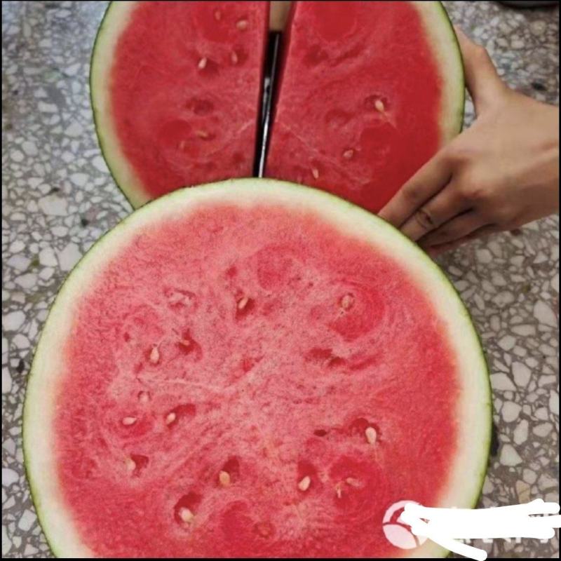 黑皮无籽西瓜.薄皮多汁农户一手货源