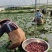 水红菱，菱角，