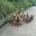 这是我们自己养的麻鸭