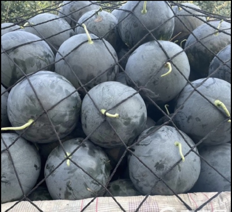 黑皮无籽西瓜.薄皮多汁农户一手货源