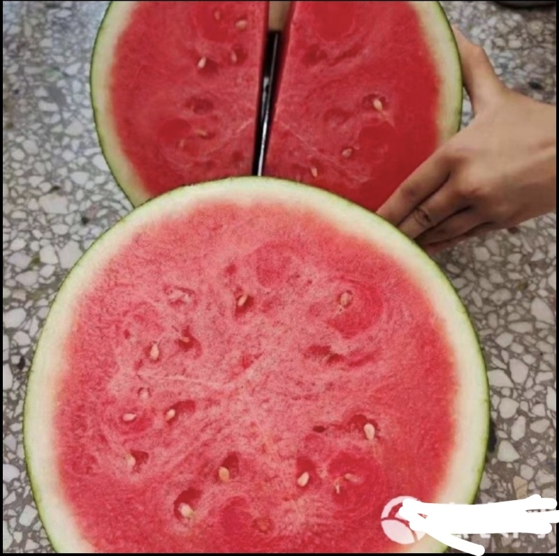 黑皮无籽西瓜.薄皮多汁农户一手货源