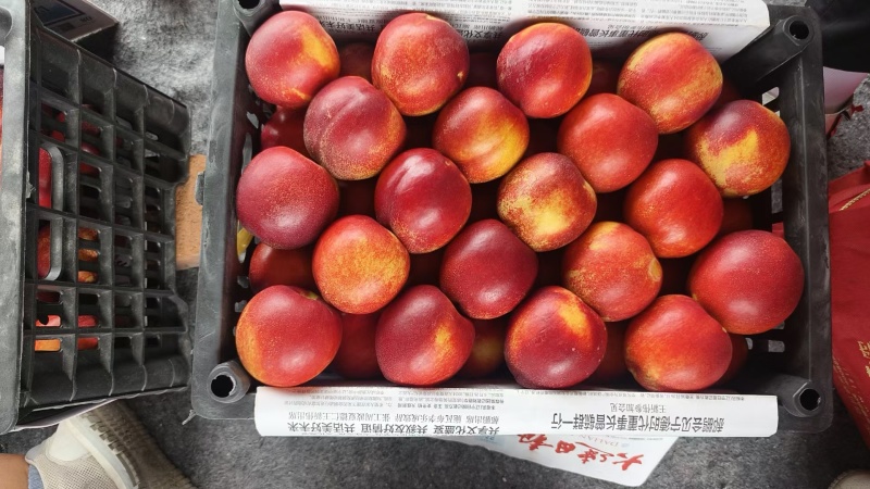 油四红桃，口甜，个大，