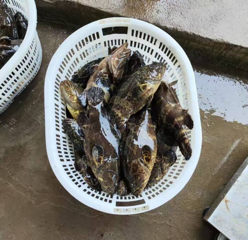 石斑鱼，龙趸鱼，珍珠斑，珍珠龙趸，净重销售