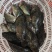 石斑鱼，龙趸鱼，珍珠斑，珍珠龙趸，净重销售