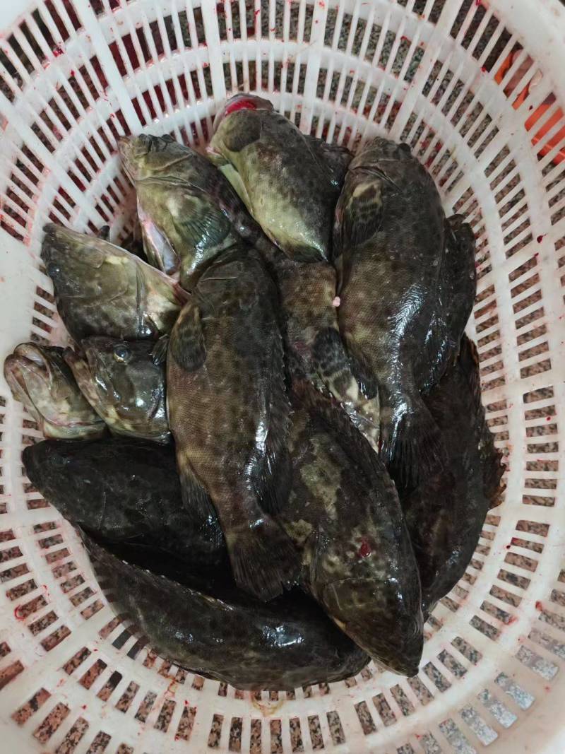石斑鱼，龙趸鱼，珍珠斑，珍珠龙趸，净重销售