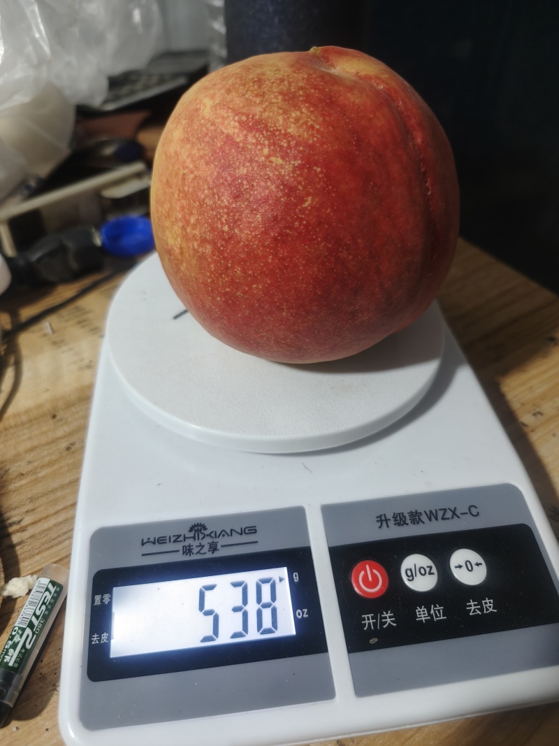 大红袍，早生