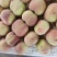 大红袍，早生