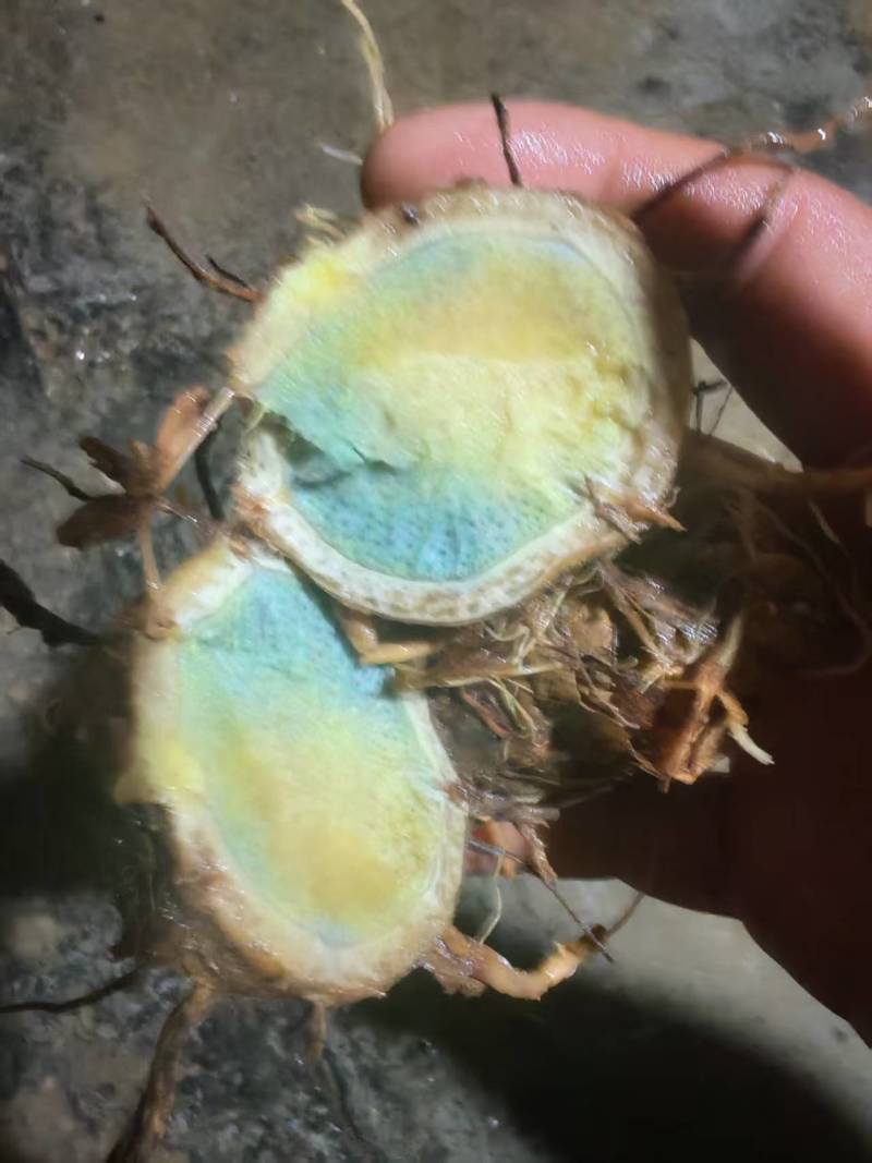 黑姜别名蓝姜莪术食药两用可以实地考察，检测达标