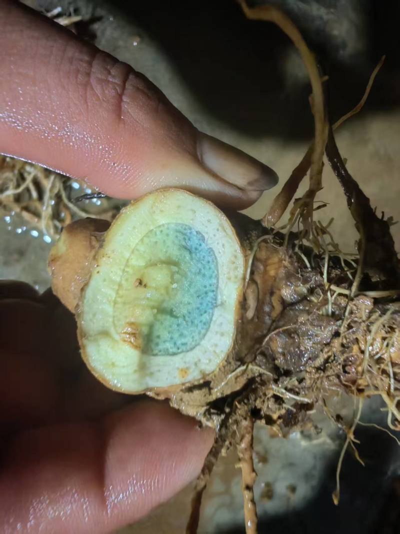 黑姜别名蓝姜莪术食药两用可以实地考察，检测达标