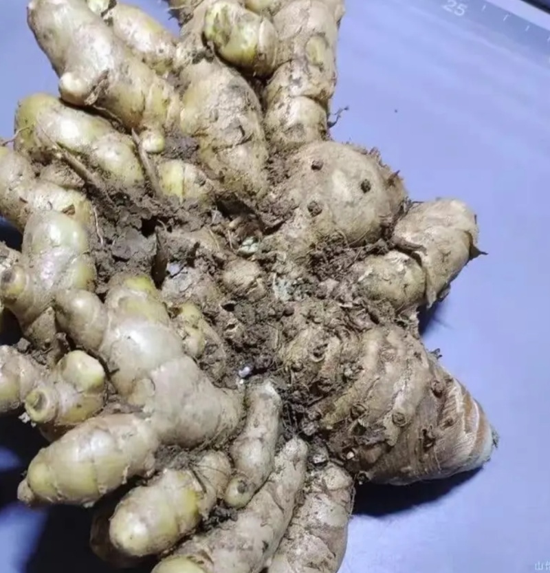 黑姜别名蓝姜莪术食药两用可以实地考察，检测达标