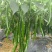 二荆条辣椒。甘肃陇上小江南。基地直发。量大。支持各种包装