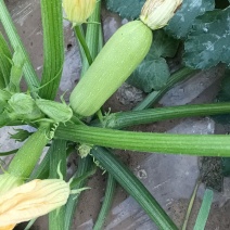 绿皮西葫芦