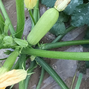 绿皮西葫芦