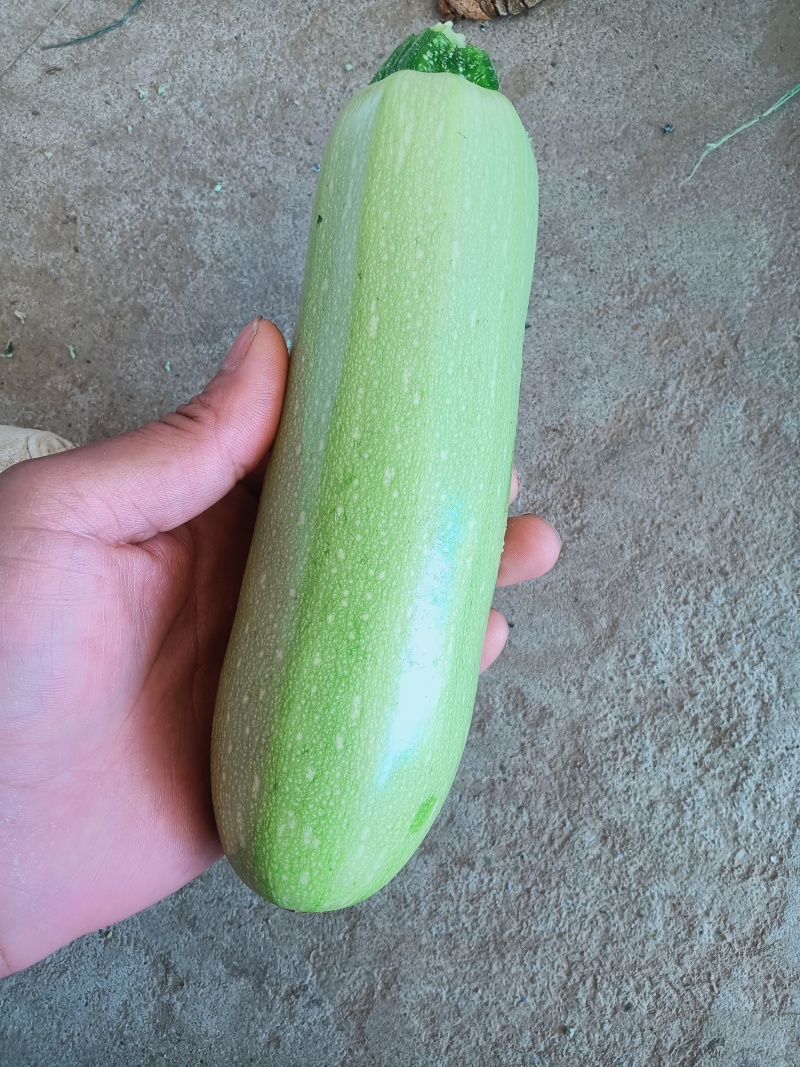 绿皮西葫芦