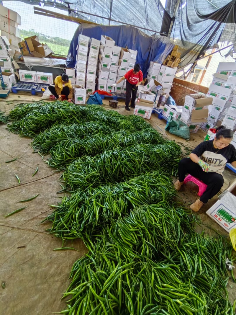 二荆条辣椒。甘肃陇上小江南。基地直发。量大。支持各种包装