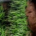 二荆条辣椒。甘肃陇上小江南。基地直发。量大。支持各种包装