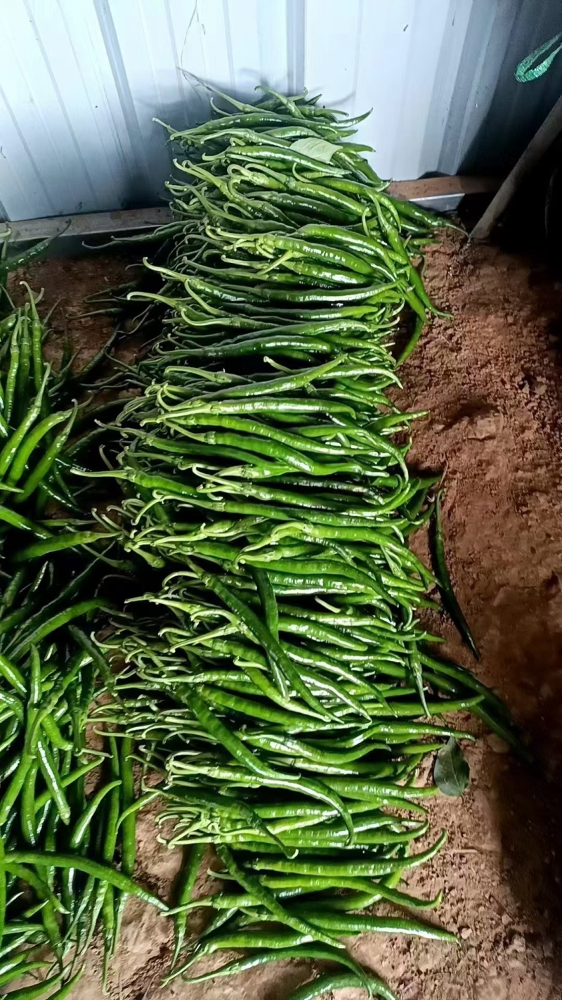 二荆条辣椒。甘肃陇上小江南。基地直发。量大。支持各种包装