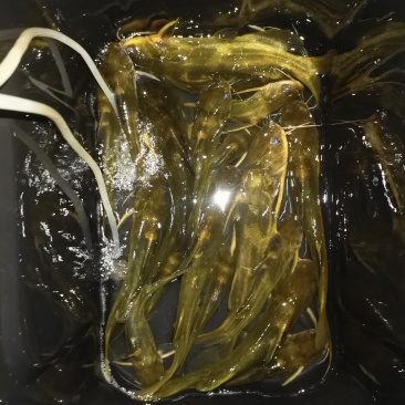 黄骨鱼