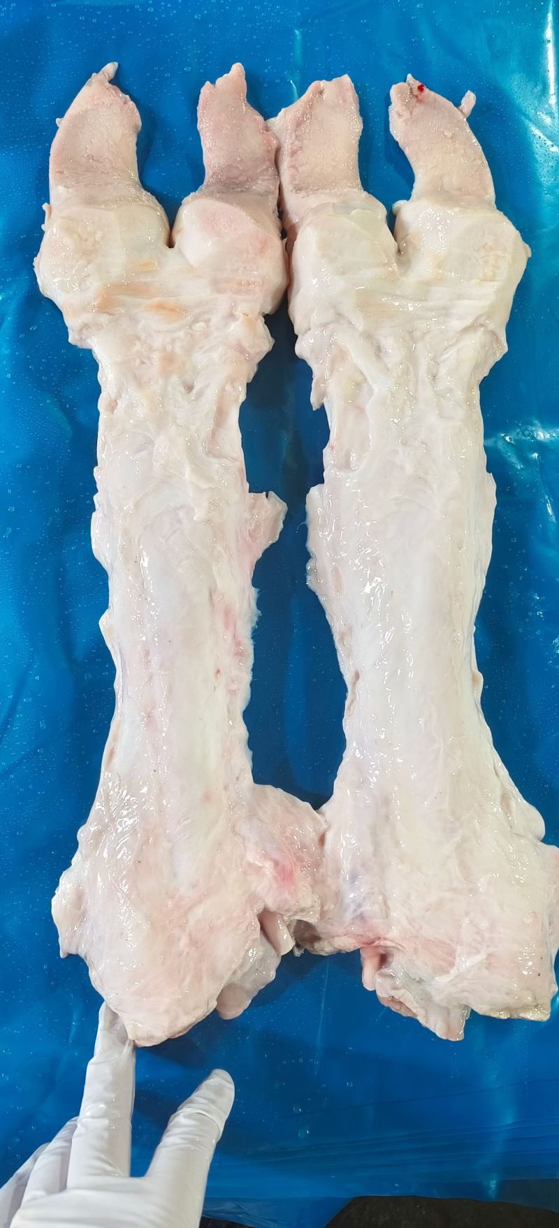 牛主筋