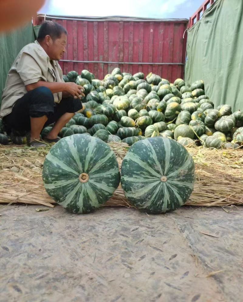 板栗南瓜大量出货