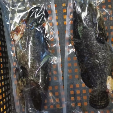 石斑鱼，龙趸鱼，珍珠斑，珍珠龙趸，净重销售