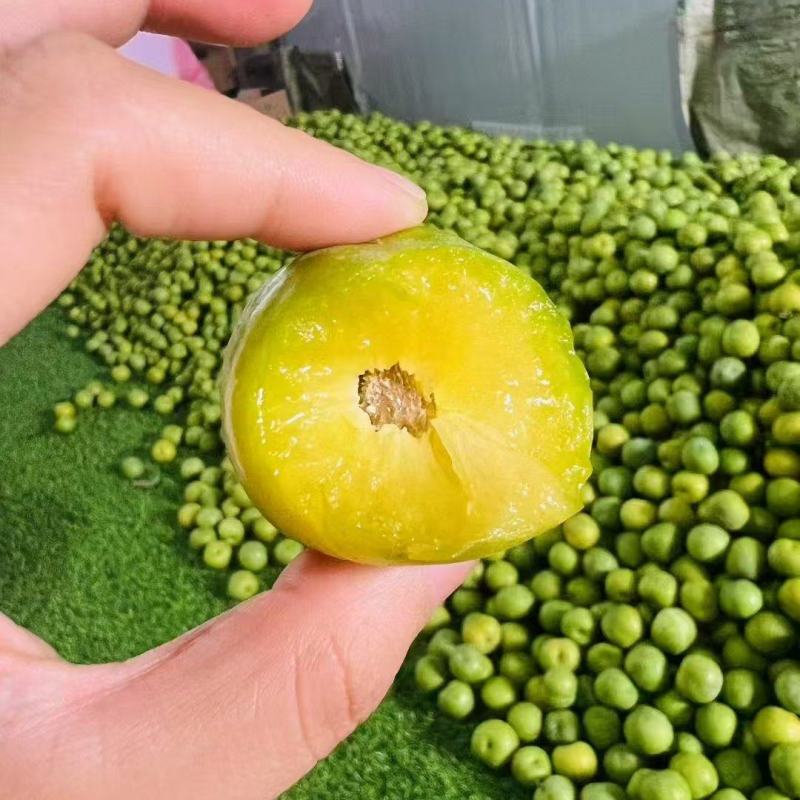 青脆李青脆李14个糖起