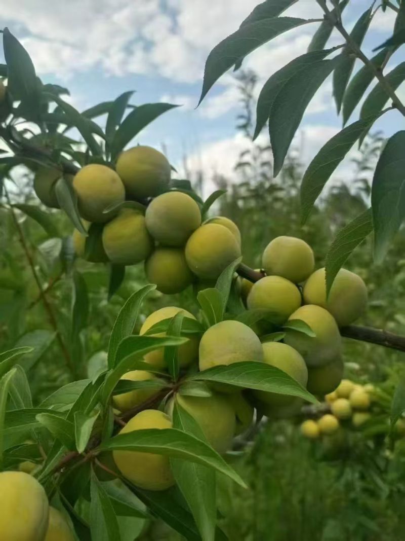 青脆李青脆李14个糖起