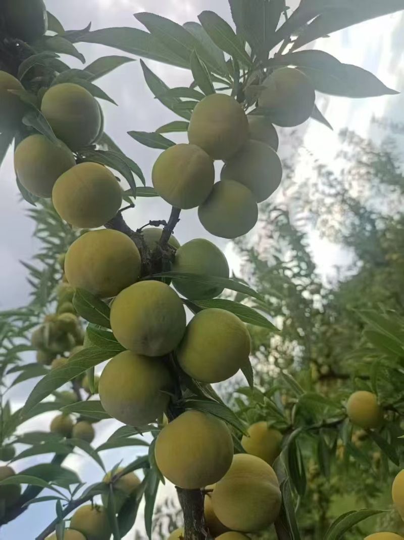 青脆李青脆李14个糖起