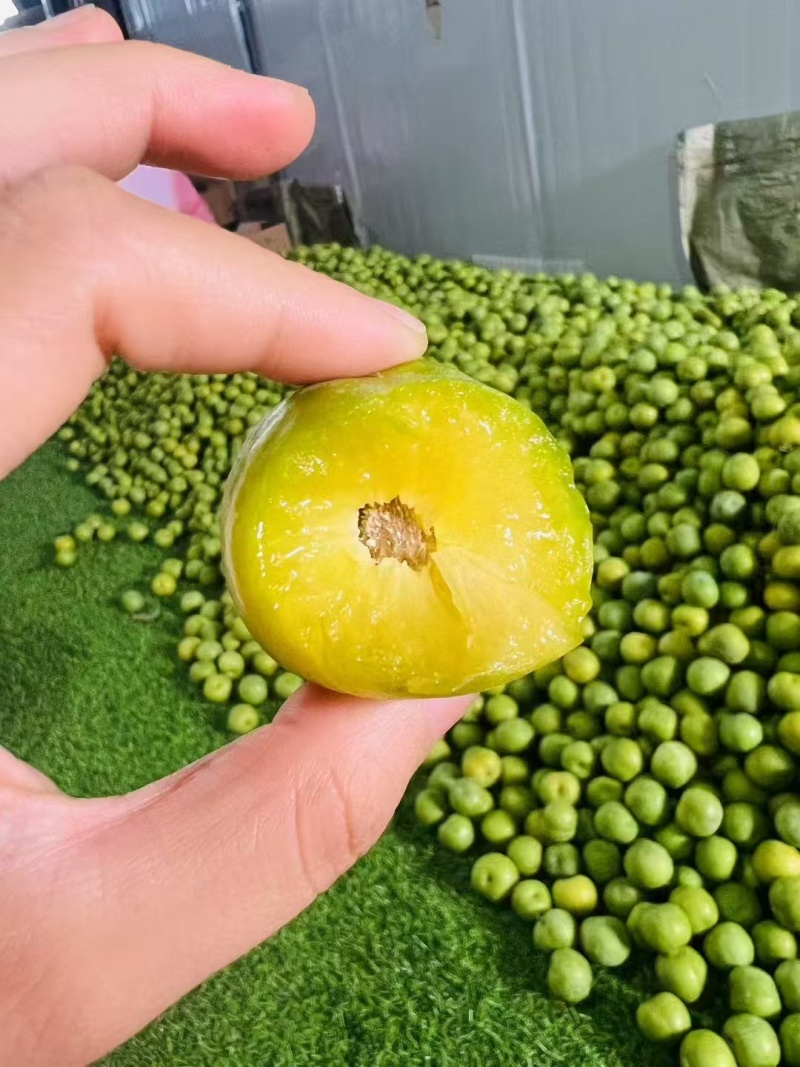 青脆李青脆李14个糖起