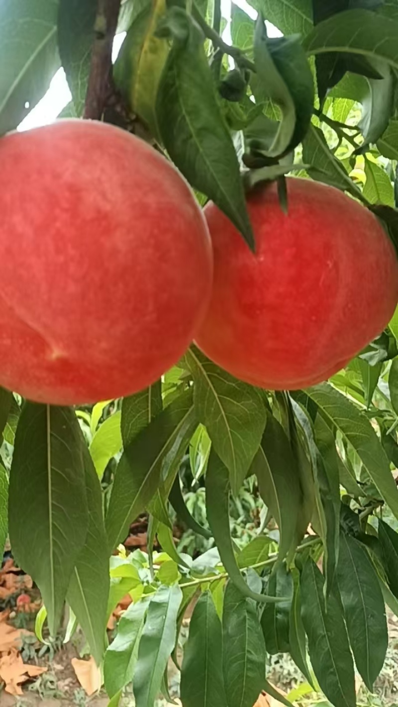 甘肃秦安高山精品水蜜桃