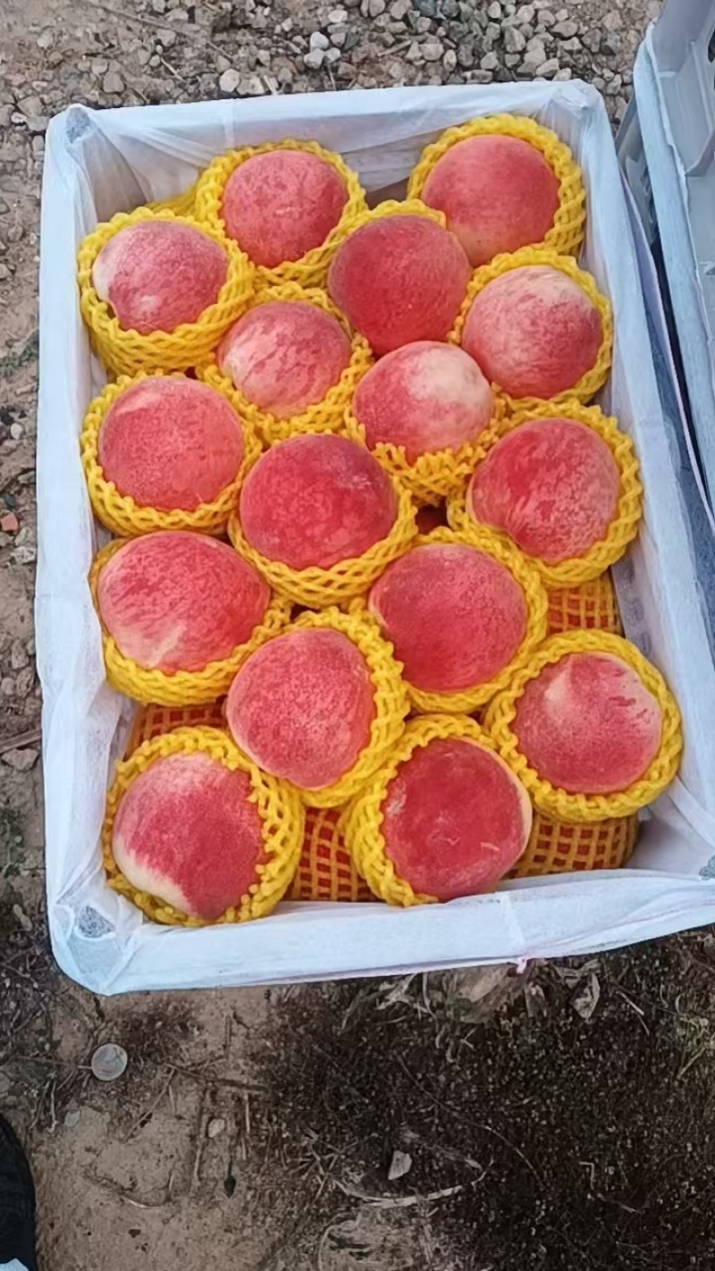 甘肃秦安高山精品水蜜桃