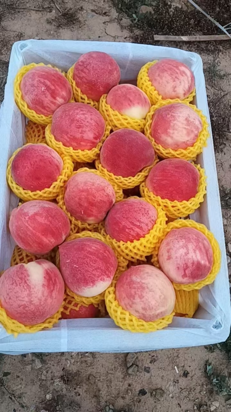 甘肃秦安高山精品水蜜桃