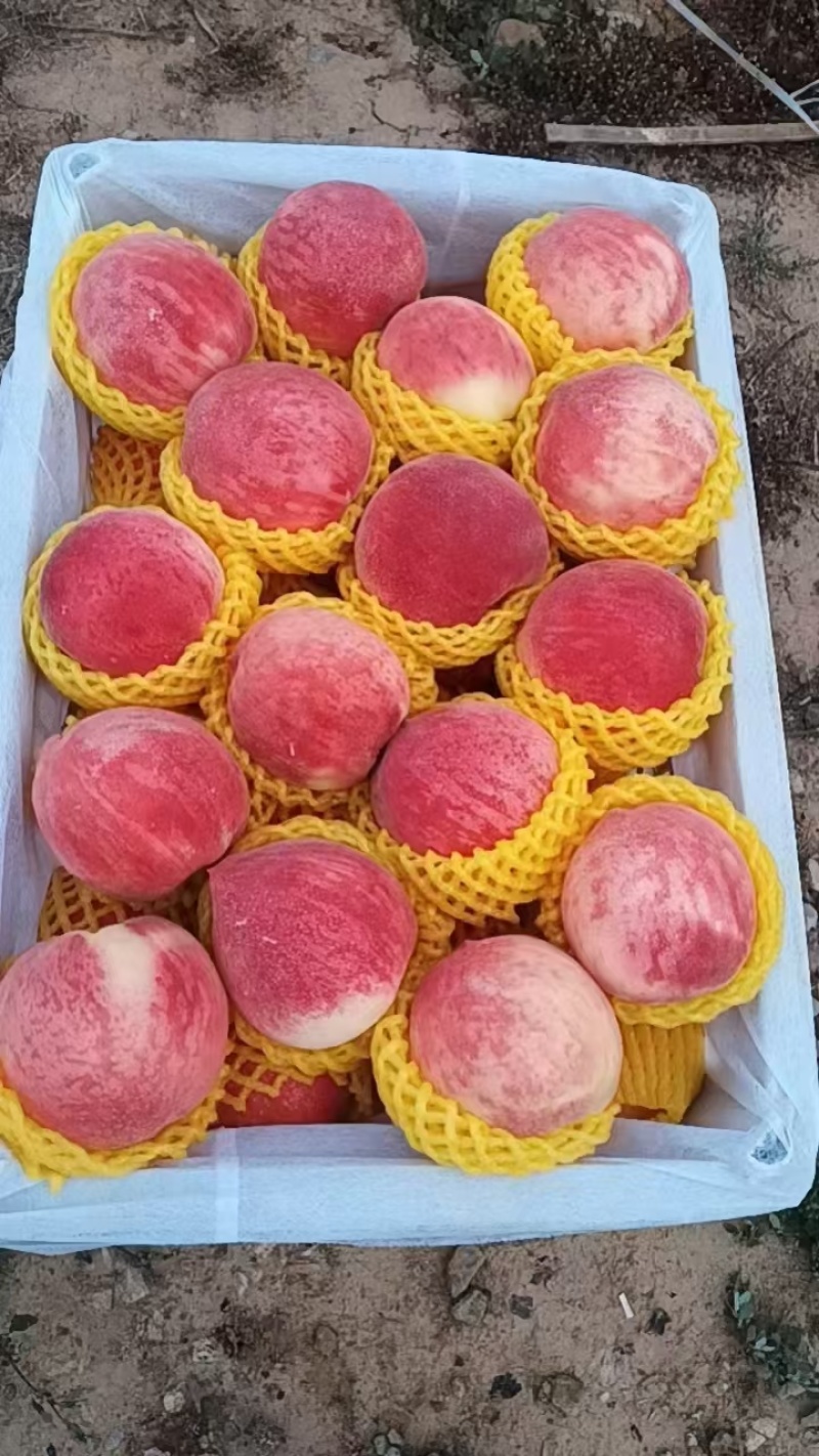 甘肃秦安高山精品水蜜桃