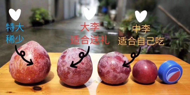 浙江嵊州桃形李，书圣王羲之故居特产，清脆爽口